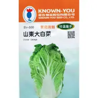 在飛比找蝦皮購物優惠-愛上種子 山東大白菜Chinese Cabbage(sv-5