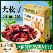 Authentic Parana pine nuts