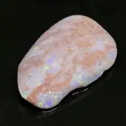 Razzling Australian Lightning Ridge Rough Uncut Opalized Fossil Clam Shell