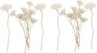 STOBAZA 20 Pcs Aromatherapy Diffusers Reed Diffuser Oil Refill Fragrance Stic...