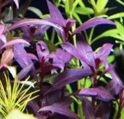 FREE SHIPPING!!! Violet - Live Aquarium Plant Background Stem Beginner Plants