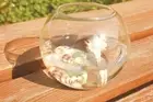 Bauble Balls Glass Circle Clear Creative New Terrarium Container Flower Pot