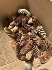 Crafting Pine Cones 12 Pieces
