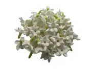 50 PCS White Clay Arabian Jasmine Crown Flower Lei Floral Wedding Acessories