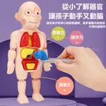人體構造模型 人體器官模型 模型玩具 兒童科教人體器官模型
