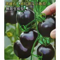 在飛比找蝦皮購物優惠-L番茄種子  黑珍珠小番茄種子 原裝大田用種 黑寶石櫻桃番茄