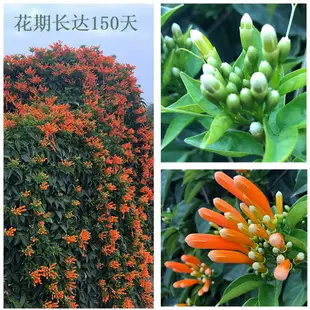 炮仗花苗棚架護欄爬藤植物庭院爬墻花卉長藤攀爬鞭炮花四季常綠