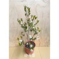 在飛比找蝦皮購物優惠-樹花園～田代氏石斑木