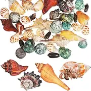 Ipetboom 250g Hermit Crab Shells Natural Sea Conch Seashells for DIY Crafts Fish Tank Aquarium Home Decorations Vase Filler Ornaments