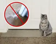 Carpet Scratch Stopper-Stop Cats from Scratching Carpets at Doorways Instantl...