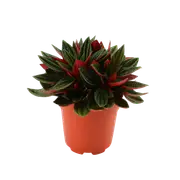 95mm Peperomia - Peperomia rosso