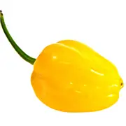 Chilli - Bido Tacana YELLOW seeds