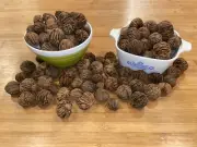 Black Walnuts in Shell - 5 lb - Eat & Bake , Squirrel Food