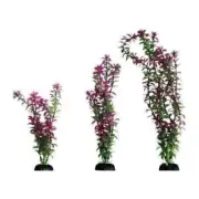 Aqua One Ecoscape Red Rotala