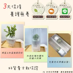 【小品文化】蓮花竹【現貨】3吋條紋圓免澆水盆栽 懶人盆栽 觀葉植物 室內植物 自動吸水 創意花盆 居家辦公盆花