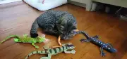 4Pk Lizard Catnip Toys Chew Bite Resistant Toys for Indoor Cats Boredom Relief