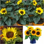 Sunflower - Solstice (Pot) seeds