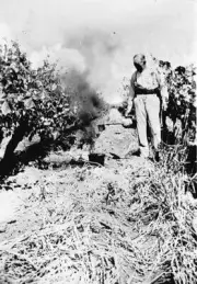 Red Cliffs District Victoria 1925 - Burning charcoal for frost pro- Old Photo