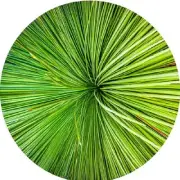 QPuzzles 500 Piece Round Jigsaw Puzzle - Aussie Grass Tree