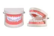 Standard Teeth Model Typodont Demonstration Denture Model Dental Supplies for Kids Dentist