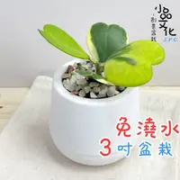 在飛比找蝦皮商城優惠-【小品文化】斑葉心葉毬蘭【現貨】3吋雪胖免澆水盆栽 室內植物