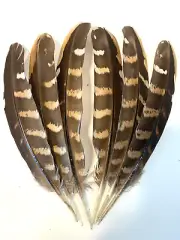 6pcs Set Natural Genuine Reeves Pheasant Feathers 16-18cm DIY Craft Millinery