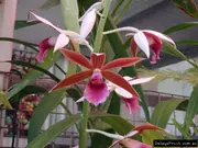 Buy Southern Swamp Orchid (Phaius australis)