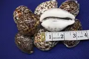 (24) Large Polished Egg shape Shells Craft Quality Volume Priced, #61