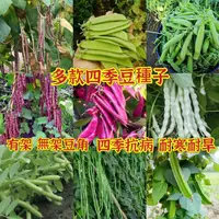 在飛比找蝦皮購物優惠-【種子之家】超多款豆角種子 無架四季豆種子 眉豆 荷蘭豆 豌