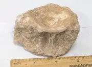 40 Million year old Fossil SHARK VERTEBRAE From Moroccan Phosphate Mines (F4893)