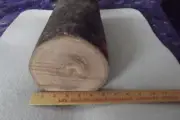 Red Elm Turning Log 6" X 15 1/2", Blank/Block