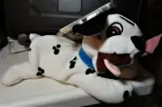 The Disney Store 101 Dalmation's Lucky bean bag plush figure-New-w/Tags