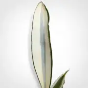 Package 10pcs Sansevieria Beauty Queen Variegated Rare Uniqe Snake Plant