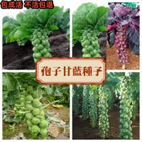 在飛比找蝦皮購物優惠-【 孢子甘藍種子】抱子甘藍種子 甘藍包心菜種子 高產量種子 