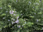 Buy Westringia Jervis Gem Plants in Australia