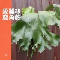 在飛比找蝦皮購物優惠-愛麗絲鹿角蕨 象耳 愛象 鹿角蕨 蕨類 上板植物 上板鹿角蕨