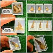Fossil Shark Tooth, Onchosaurus, Spinosaurus, Mosasaurs Dinosaur Teeth BOX
