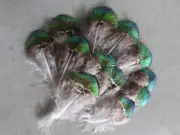 Peacock Plumage Feathers, Natural Gold Shell Iridesce ~5-7 cm, 12pcs
