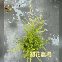 在飛比找蝦皮購物優惠-初花農場|黃金串錢柳|觀葉植物|耐旱喜水，越曬越金黃|6吋盆