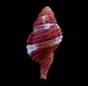 Sea shells- Cymatium bibbeyi- 40mm- BIG SIZE!!!