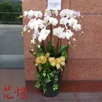 在飛比找PChome商店街優惠-【台北花蝶網路花店】落地蝴蝶蘭花豪華壯觀適合送喪宅表達無限懷