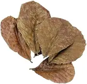 FRAINBOWZ 10pcs Indian Almond Leaves, for Betta Fish Accessories Betta Fish Tank Shrimp Fish Tortoise Aquarium Care Lower pH for Aquarium Fish Tank Use