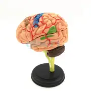 Human Brain Anatomical Model Need Assemble Imagination Culture Medical Teaching