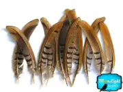Pheasant Feathers, 6-8" Natural Reeves Venery Tail Feathers - 10 Pieces