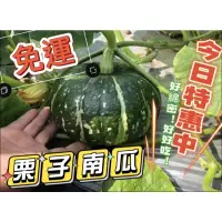 在飛比找蝦皮購物優惠-栗子南瓜/栗南瓜/養生南瓜🎃綿密鬆軟、帶有滿滿的栗子香