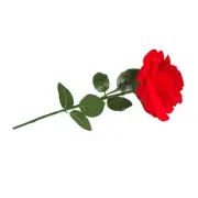 Practical Rose Flower Rings Display Box Decoration for Memorable Moment