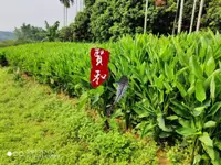 在飛比找蝦皮購物優惠-自產自銷 💁 葛鬱金粉