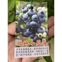 在飛比找蝦皮購物優惠-卉迎園藝 暖地小藍莓5寸盆/水果樹苗/新興果樹