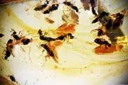 Swarm of 14 Brachycera (Flies) with mating pair in Burmese Amber