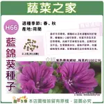 【蔬菜之家滿額免運】H66.藍錦葵種子0.2克(約18顆)(紫網紋)│紫色帶有網紋，株高約100公分。性喜冷涼及充足日照